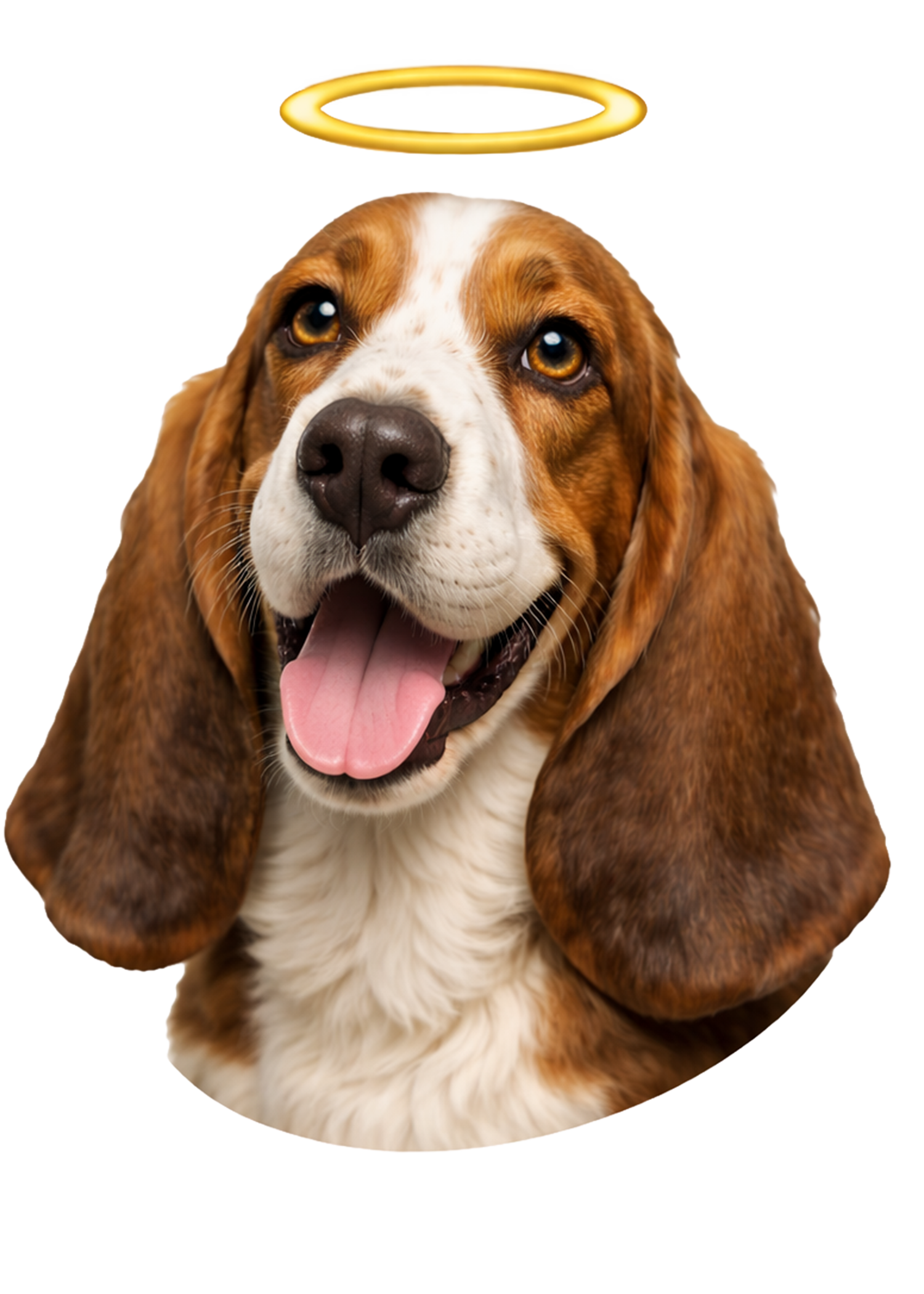 Basset Hound