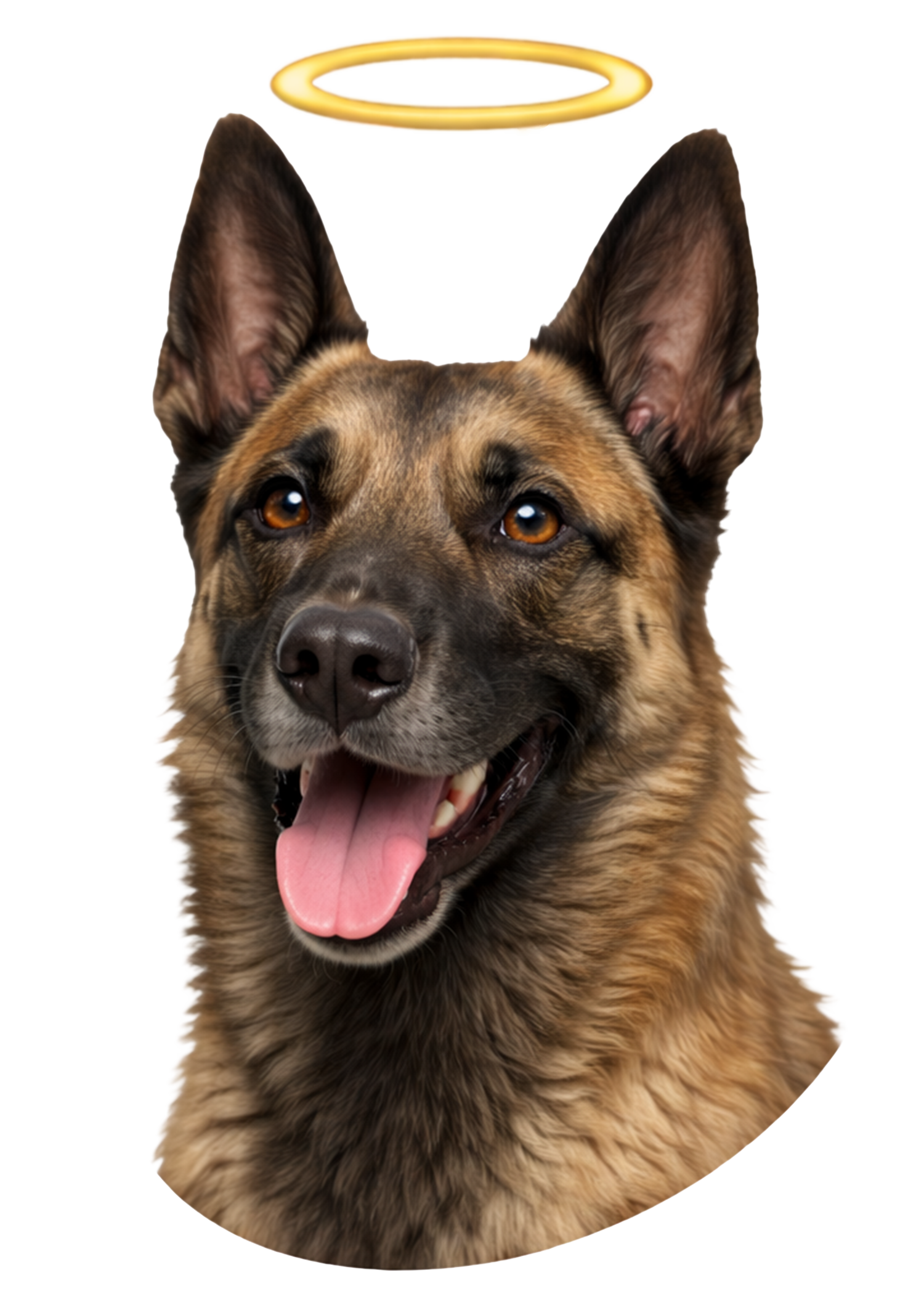 Belgian Malinois