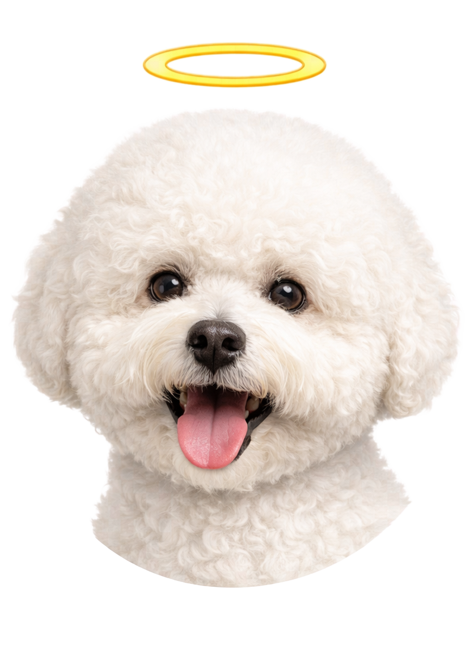 Bichon Frises